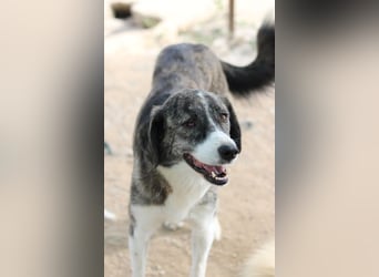 Rafaeli, geb. ca. 03/2021, lebt in GRIECHENLAND, im städt. Tierheim Serres