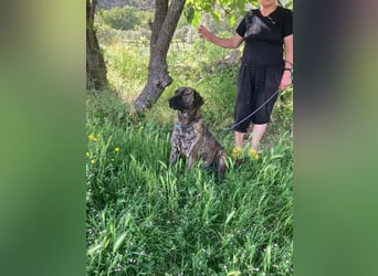 Ifi – eine Hundedame von Eleganz und Format!