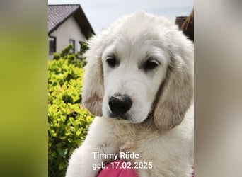 4 kleine Abenteurer suchen ihr Für-Immer-Zuhause