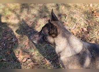 Flower-  Liebevolle Malinois-Mix-Hündin sucht ein geborgenes Zuhause