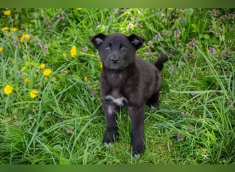 Trine: Hundekind sucht ein Zuhause