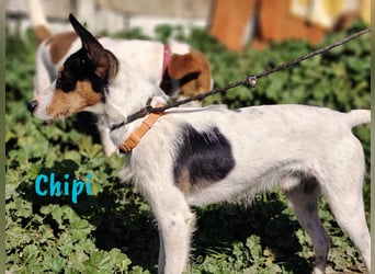Chipi 06/2023 (ESP) - braver, umgänglicher und freundlicher kleiner Ratonero Bodeguero Andaluz!