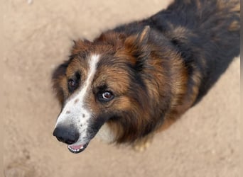 Frisbee- liebenswerter Rüde mit Menschenkenntnis sucht neuen Wirkungskreis