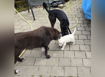Zauberhafte Retrieverwelpen