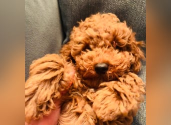 Reinrassige Toypudel Rüden