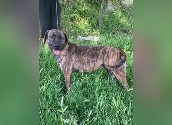 Ifi – eine Hundedame von Eleganz und Format!