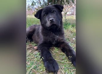 Hachiko, geb. ca. 01/2025, lebt in GRIECHENLAND, auf einer privaten Pflegestelle