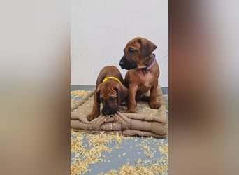 Rhodesian Ridgeback Welpen