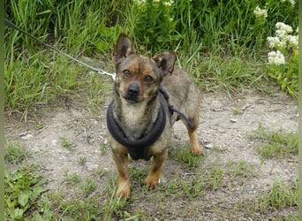 Kleine Gina sucht ein verständnisvolles Zuhause
