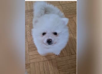Zuckersüßer Pomeranianwelpen