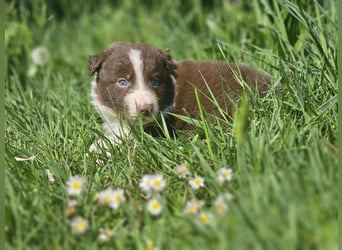 Border Collie Welpen -  Rüden und Hündin