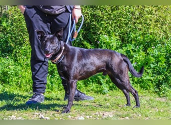 Faustino, Labrador-Mix - freundlich und sozial