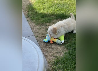 Maltipoo - Welpen - Rüden und Hündin