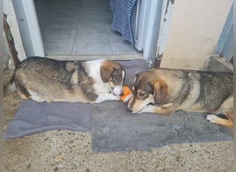 Dackelchen Mia und Emmi wollen nicht getrennt werden
