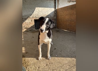 YAFFA, Hündin, 1,5 Jahre, 43cm, Mischling, Tierschutz