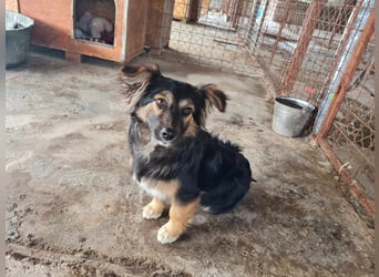 Buddy, 1 Jahr, kleiner Abenteurer sucht großes Herz