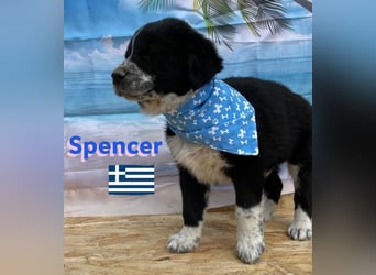 Spencer,geb.02/25,hübscher Hundebub sucht seine Familie