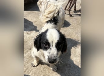 Oreo - freundlich und neugierig