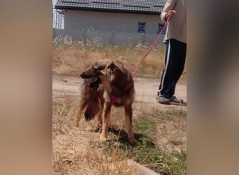 MAX - Traumhund sucht Traumzuhause