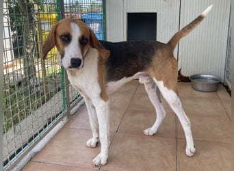 Dimmi – junger französischer Laufhund-Mischling sucht liebevolles Zuhause