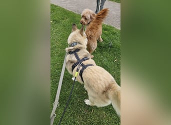 Pippa *auf Pflegestelle in 33615 Bielefeld*