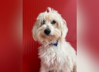 Fido, Havaneser-Mix, Rüde, geb. am 22.07.2016, 38 cm, 6 kg