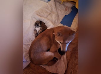 Shiba inu Welpen.   vom Haus Joe   ,Liebhaberzucht