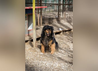 Lennox: treuer Begleiter sucht Familie