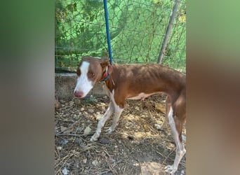LOLA-die sanfte Schokopodenca auf der Suche nach ihrem Für-immer-Zuhause