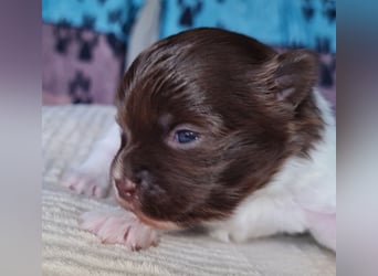Bezaubernde Welpen aus Bolonka Zwetna und Pomeranian (Zwergspitz)