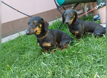 Bilbo, schüchterner und lieber Dackel, geb. 06/2024
