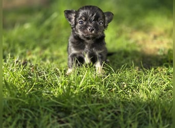 Chihuahua Welpen mit Ahnentafel