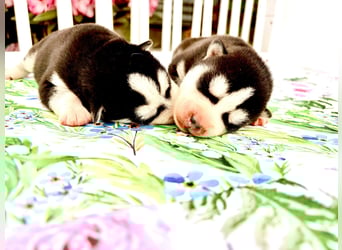 FCI Pedigree Blue Eyed Black & White Siberian Husky Champion Puppy