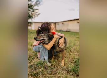 Fröhliche und verschmuste Hündin Lucy❤️sucht Pflege- oder Endstelle