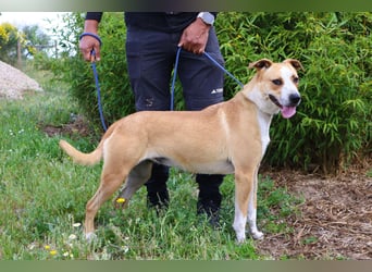 Goma, Labrador-Mix, lieb und sozial