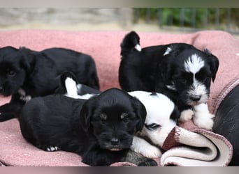 bezaubernde Tibet Terrier Welpen aus liebevoller Zucht dürfen Ende Juli ausziehen..