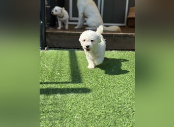 Ttabong - Bichon Frise zum verlieben <3 kleiner Charmeur