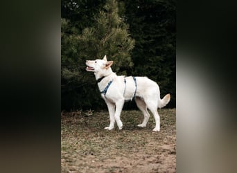 Fröhliche Brynza sucht ihre Familie