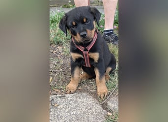 Rottweilerwelpen