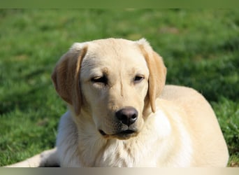 Liebevoller und kerngesunder Labrador Jungrüde in gelb sucht...