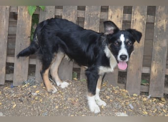 VITO - ein liebevolles Zuhause gesucht