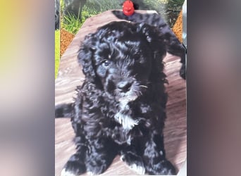Labradoodle Ich bin der letzte aus diesem Wurf