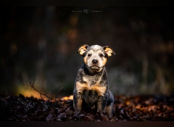 Australian cattle dog hundin