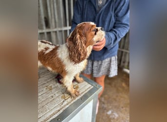 Jackson, Cavalier King Charles Spaniel geb. 2018