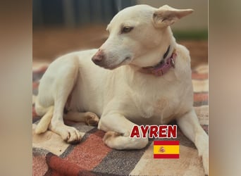 Ayren,geb.12/21,liebes Podenco-Mix Mädel sucht ihre Familie