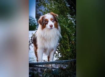 Mini/Miniature Australian Shepherd Welpen mit Papiere