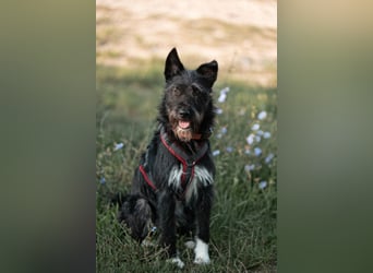 Süsse Phoebe sucht ihr Für-Immer-Zuhause!