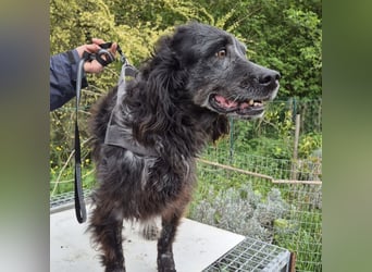 Blue - ruhiger, freundlicher Traumsetter
