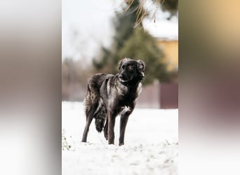 Vorsichtige Tama sucht ihre Familie