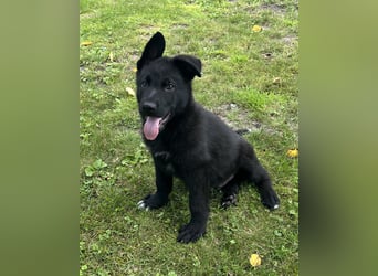 Typvolle Schäferhund Welpen aus Kör und Leistungszucht  abzugeben.